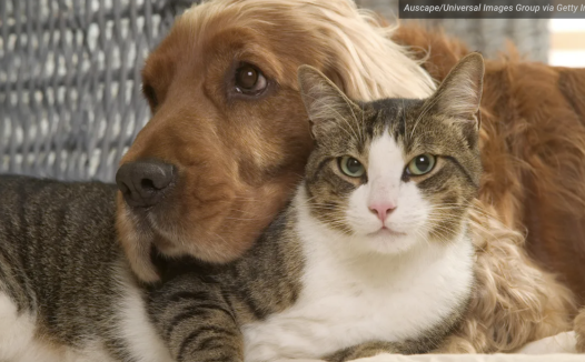 2024年最流行的宠物名字揭晓!费城最火的名字有哪些?